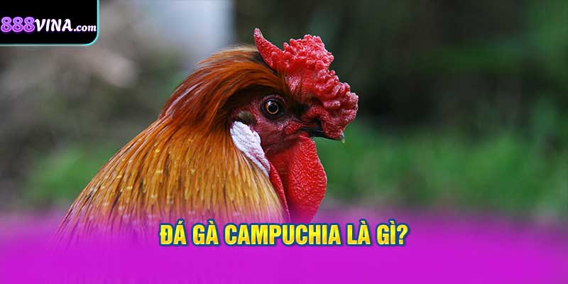 Đá gà Campuchia là gì?