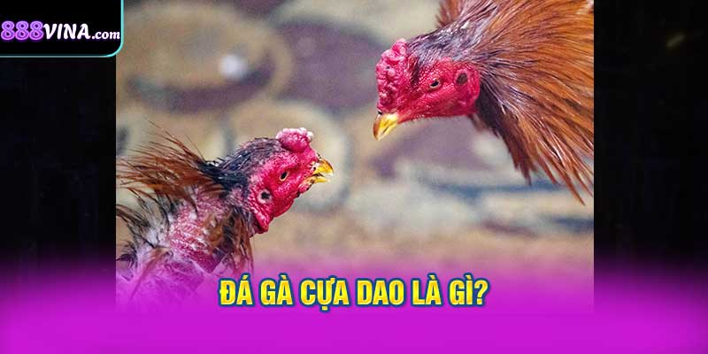 Đá Gà Cựa Dao Là Gì?