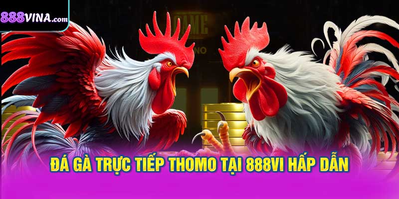 Đá gà trực tiếp Thomo mang đến sự kịch tính với tỷ lệ thắng cược rất cao.