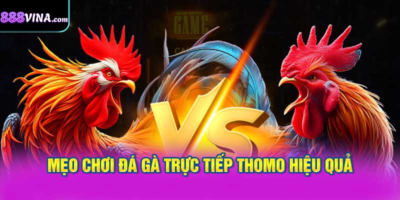 Mẹo Chơi Đá Gà Trực Tiếp Thomo Hiệu Quả Tại 888vi