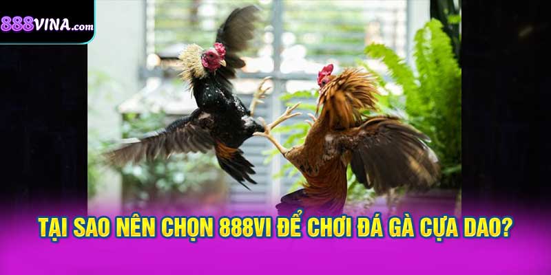 Tại Sao Nên Chọn 888vi Để Chơi Đá Gà Cựa Dao?