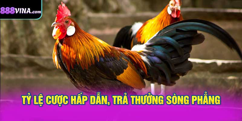 Tỷ lệ cược hấp dẫn, trả thưởng sòng phẳng